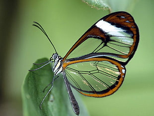 Glasswing butterfly in closeup photo HD wallpaper